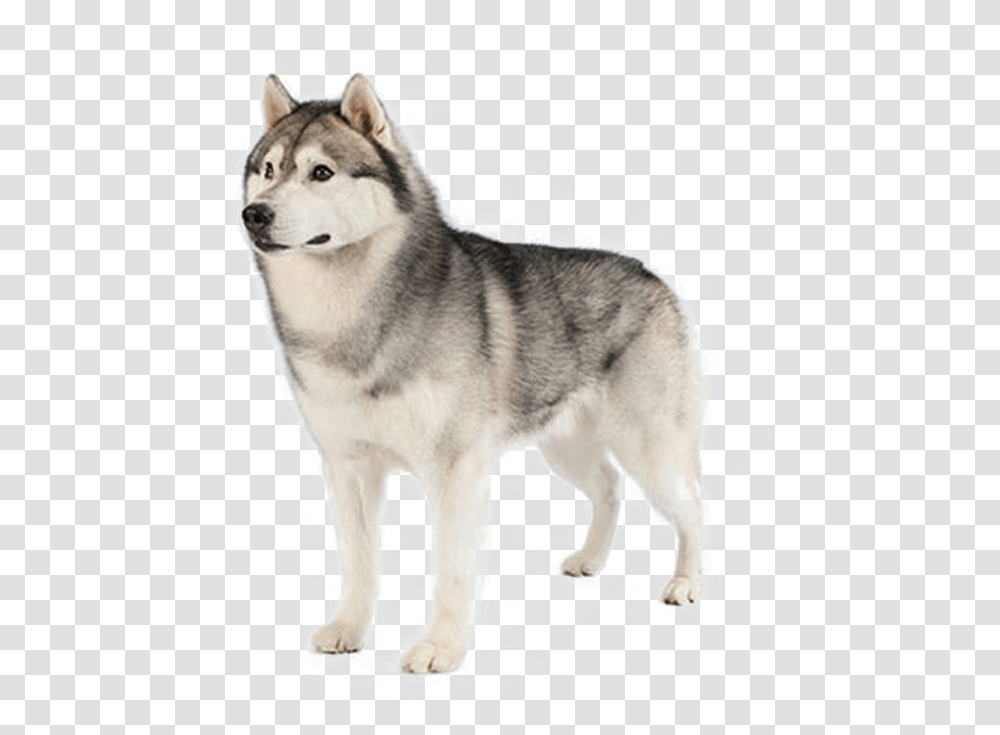 Husky, Wolf, Mammal, Animal, Dog Transparent Png