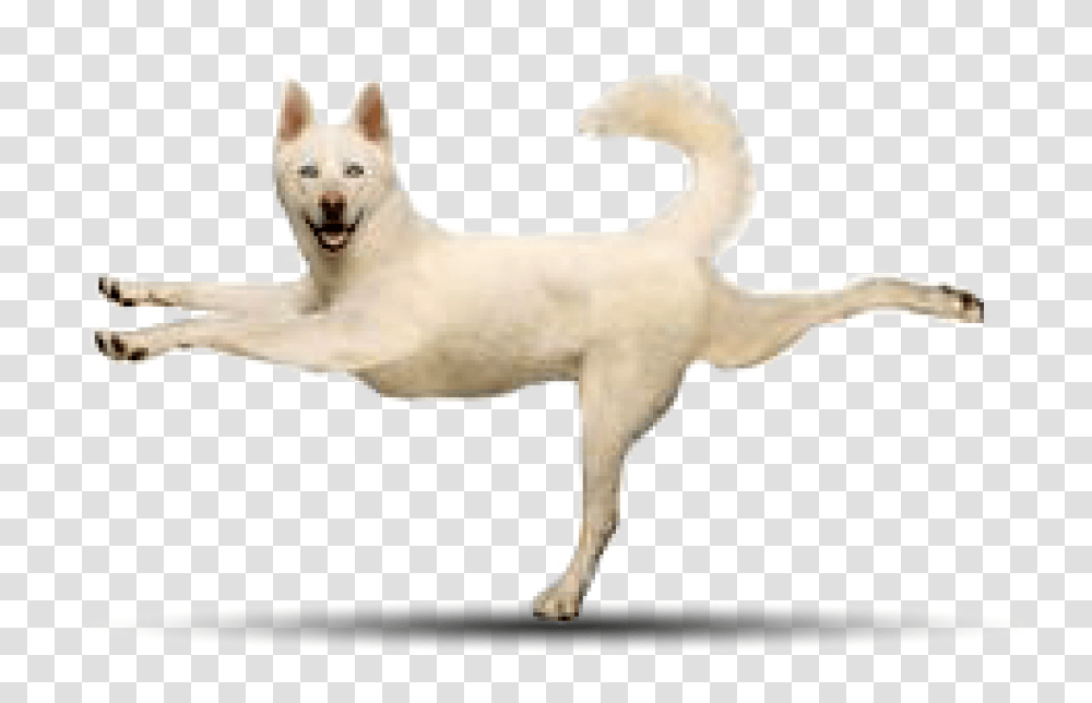 Husky Yoga Poses With Dogs, Pet, Animal, Mammal, Canine Transparent Png