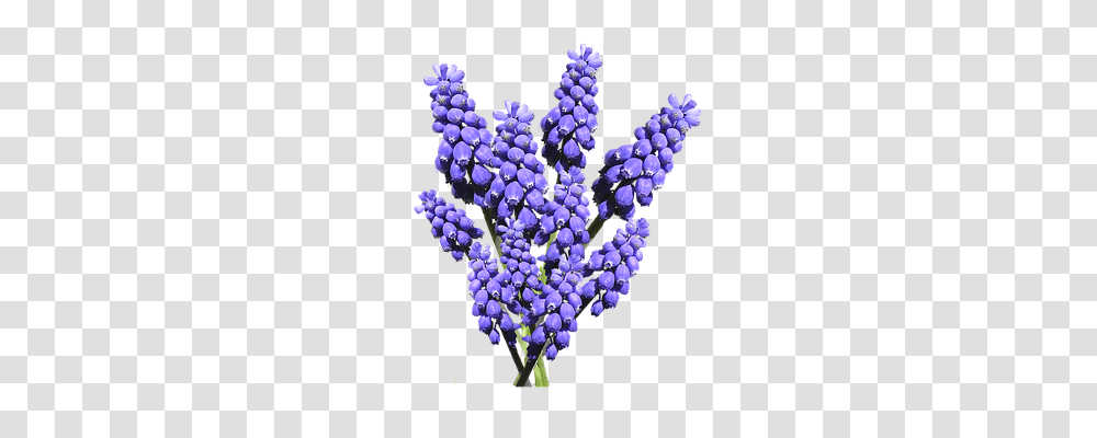 Hyacinth Technology, Plant, Grapes, Fruit Transparent Png