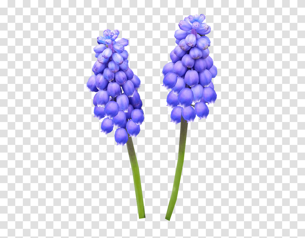 Hyacinth 960, Flower, Plant, Blossom, Lupin Transparent Png