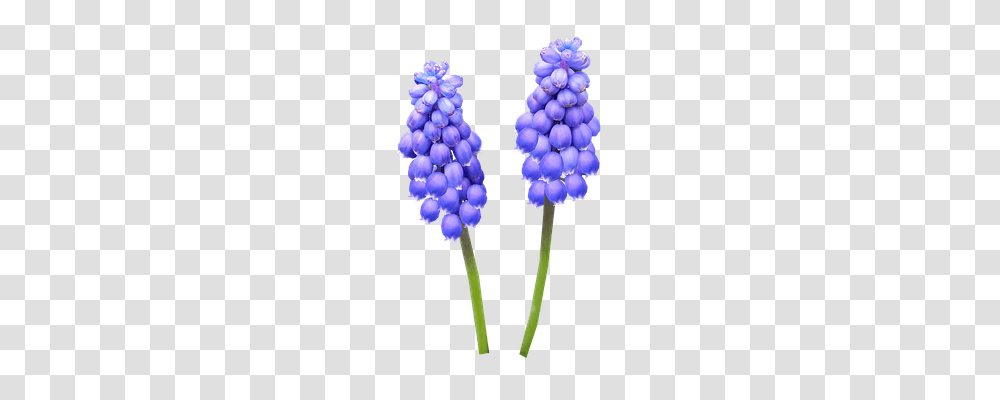 Hyacinth Technology, Plant, Flower, Blossom Transparent Png