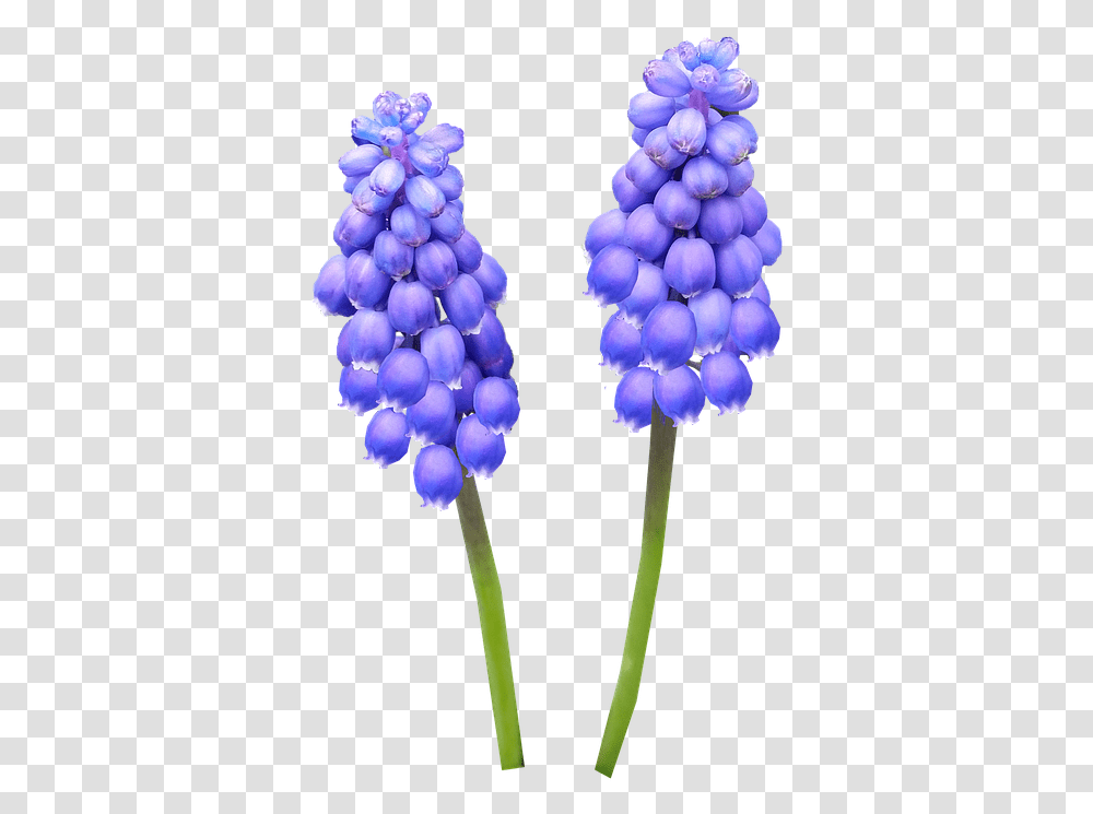 Hyacinth Bulb Blue Flower Grape Hyacinth, Plant, Blossom, Lupin, Iris Transparent Png