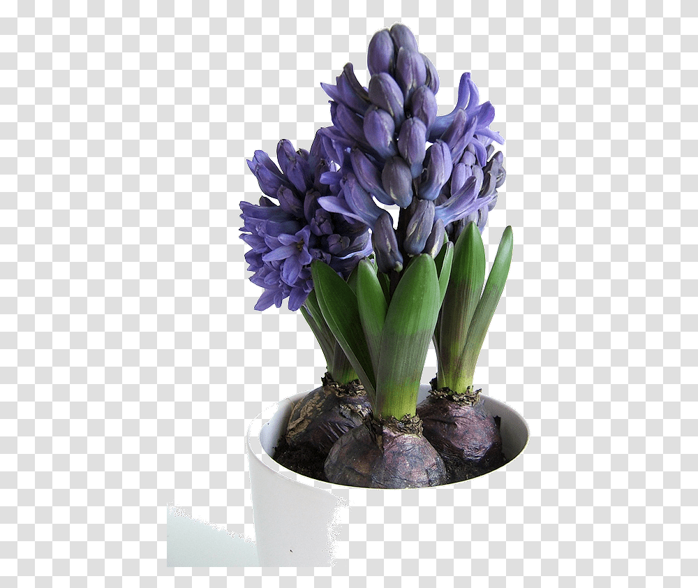 Hyacinth Bulbs, Plant, Flower Bouquet, Flower Arrangement, Blossom Transparent Png