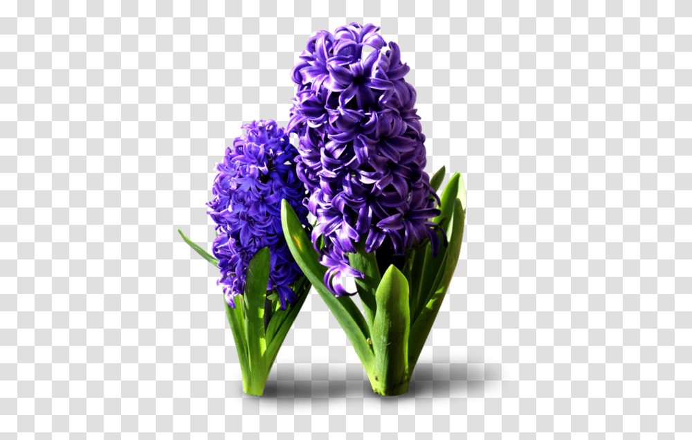 Hyacinth Flowers Background Hyacinthus Orientalis, Plant, Blossom, Flower Bouquet, Flower Arrangement Transparent Png
