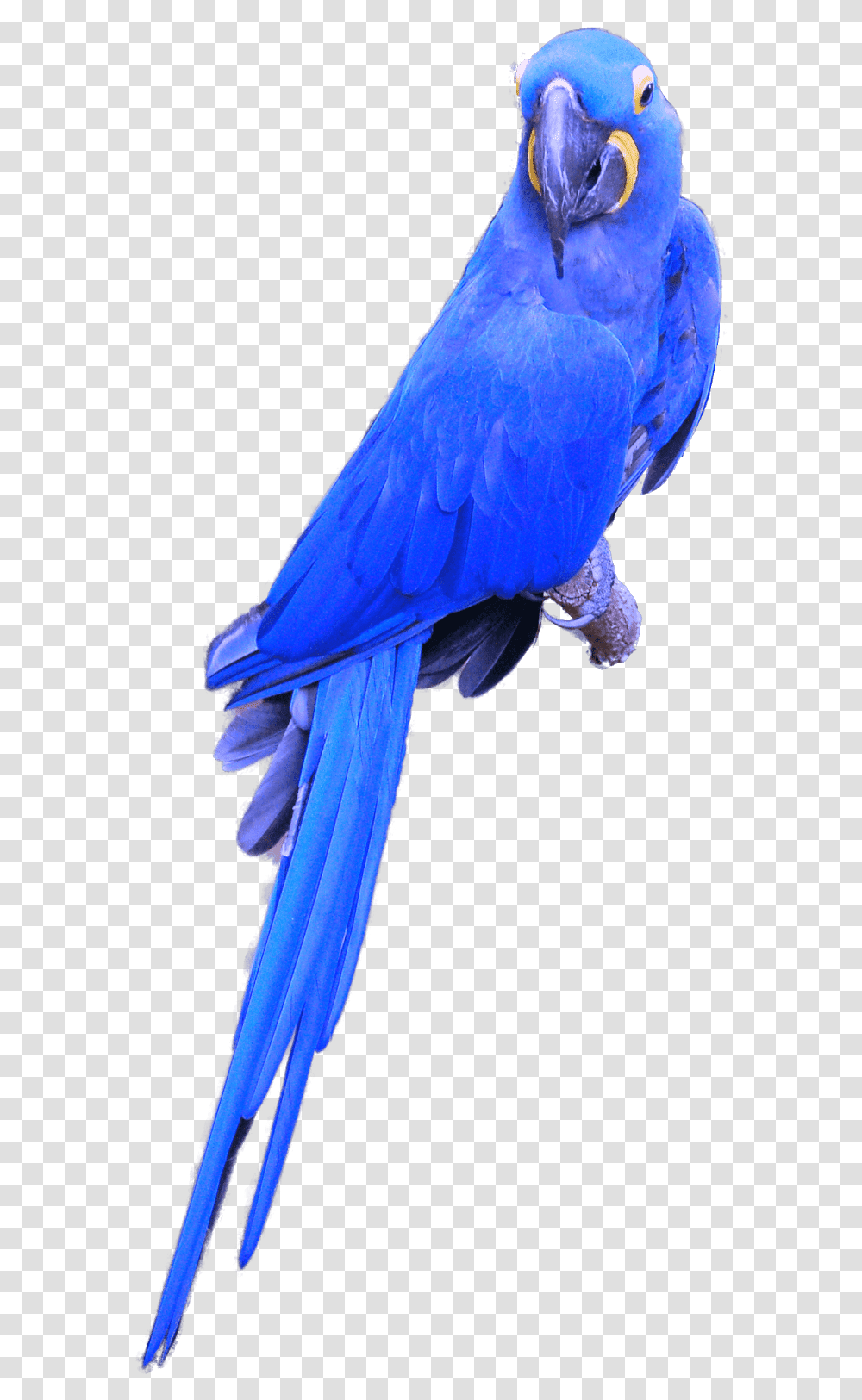 Hyacinth Macaw, Bird, Animal, Parrot Transparent Png