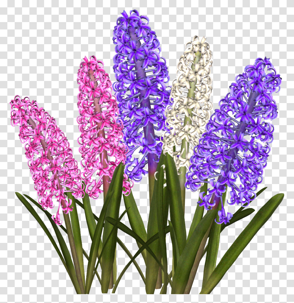 Hyacinth, Plant, Flower, Blossom, Flower Arrangement Transparent Png