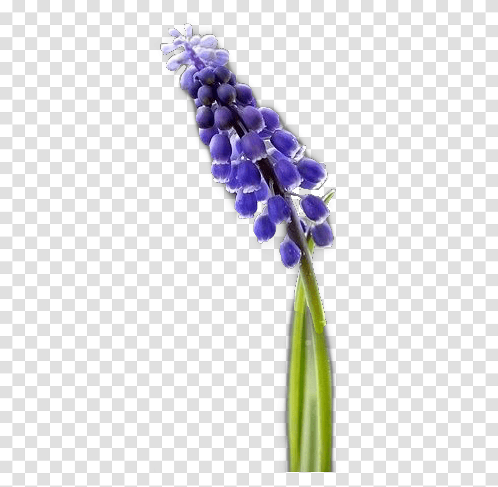 Hyacinth S Flower Freetoedit Grape Hyacinth, Plant, Blossom, Lupin, Lavender Transparent Png