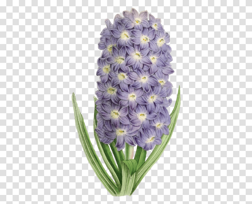 Hyacinthplantflower Clipart Royalty Free Svg Flower, Blossom, Geranium, Dahlia, Petal Transparent Png