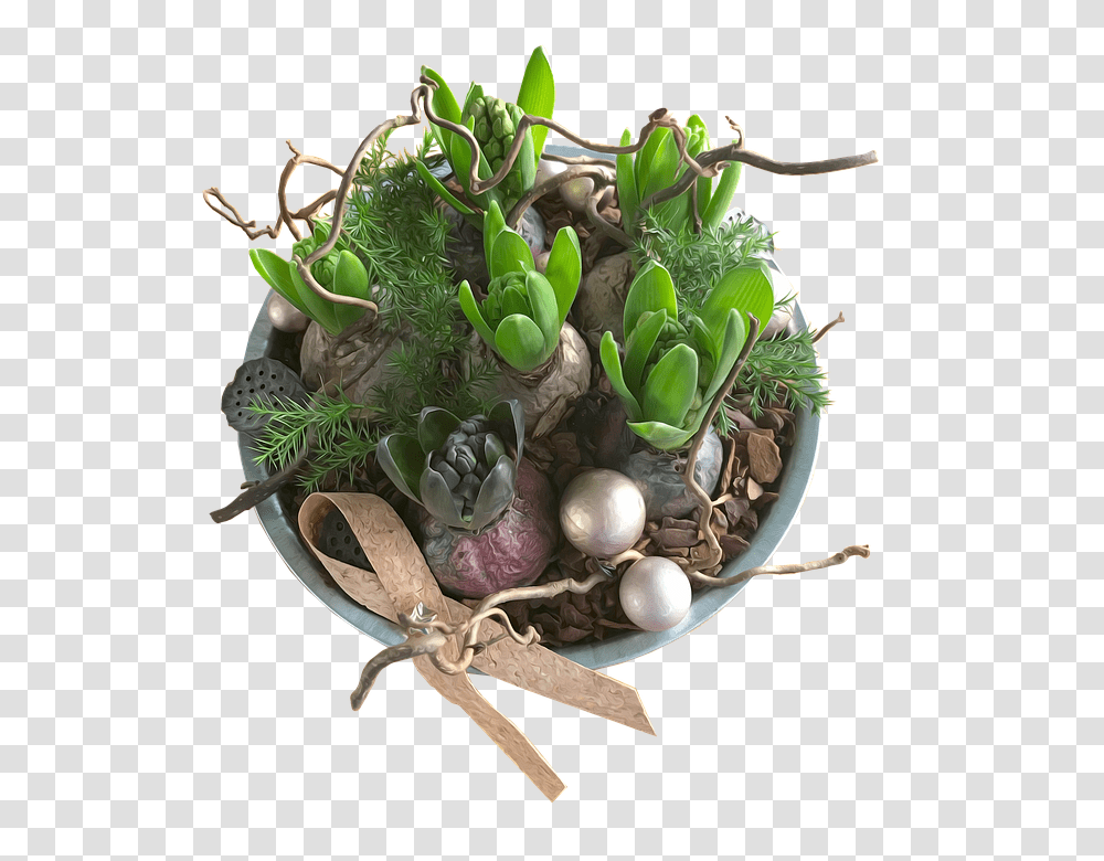 Hyacinths 960, Religion, Plant, Moss, Pineapple Transparent Png