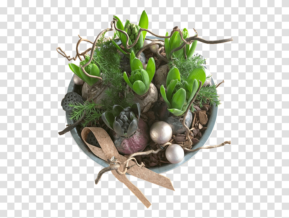Hyacinths Decoration Flowers Plants Christmas Pote De Jacinthe Pour Noel, Accessories, Accessory Transparent Png