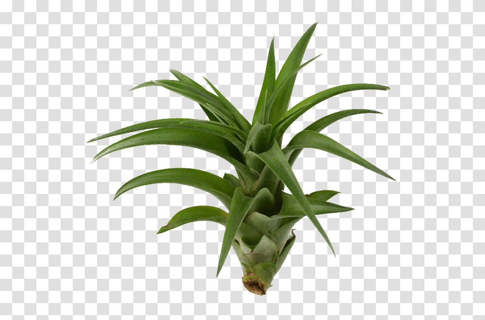 Hybrid Plant Clipart, Aloe, Green, Leaf Transparent Png