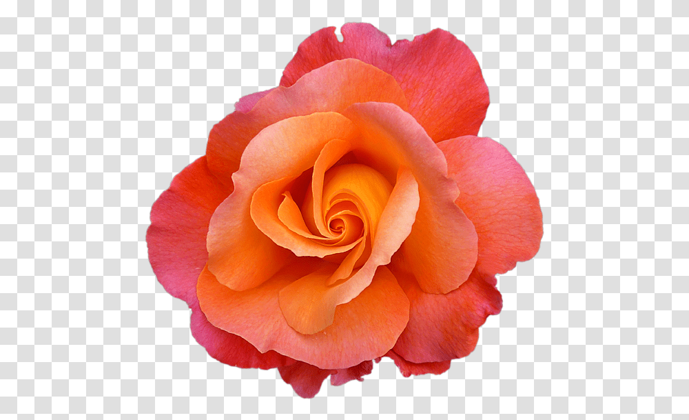 Hybrid Tea Rose, Flower, Plant, Blossom, Petal Transparent Png