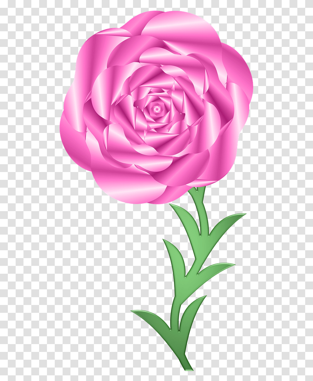 Hybrid Tea Rose, Flower, Plant, Blossom, Petal Transparent Png