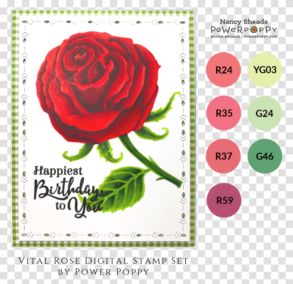 Hybrid Tea Rose, Flower, Plant, Page Transparent Png