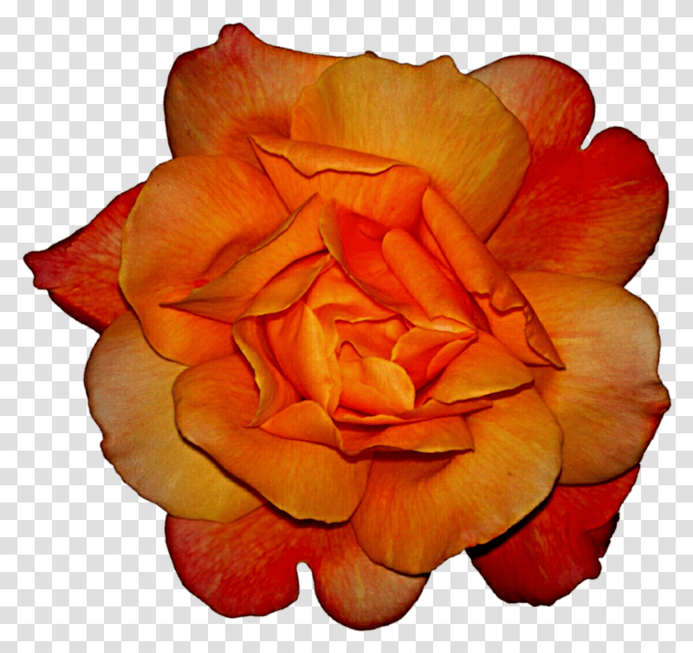 Hybrid Tea Rose, Petal, Flower, Plant, Blossom Transparent Png