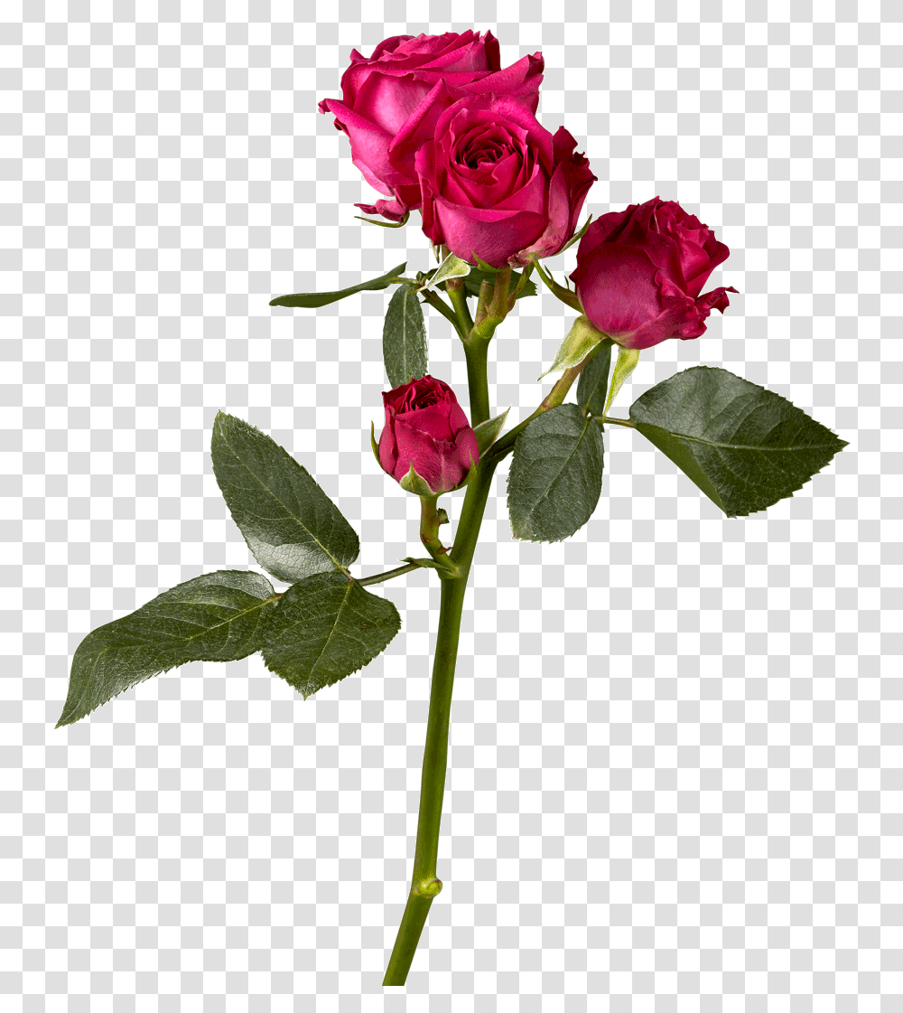 Hybrid Tea Rose, Plant, Flower, Blossom, Flower Arrangement Transparent Png