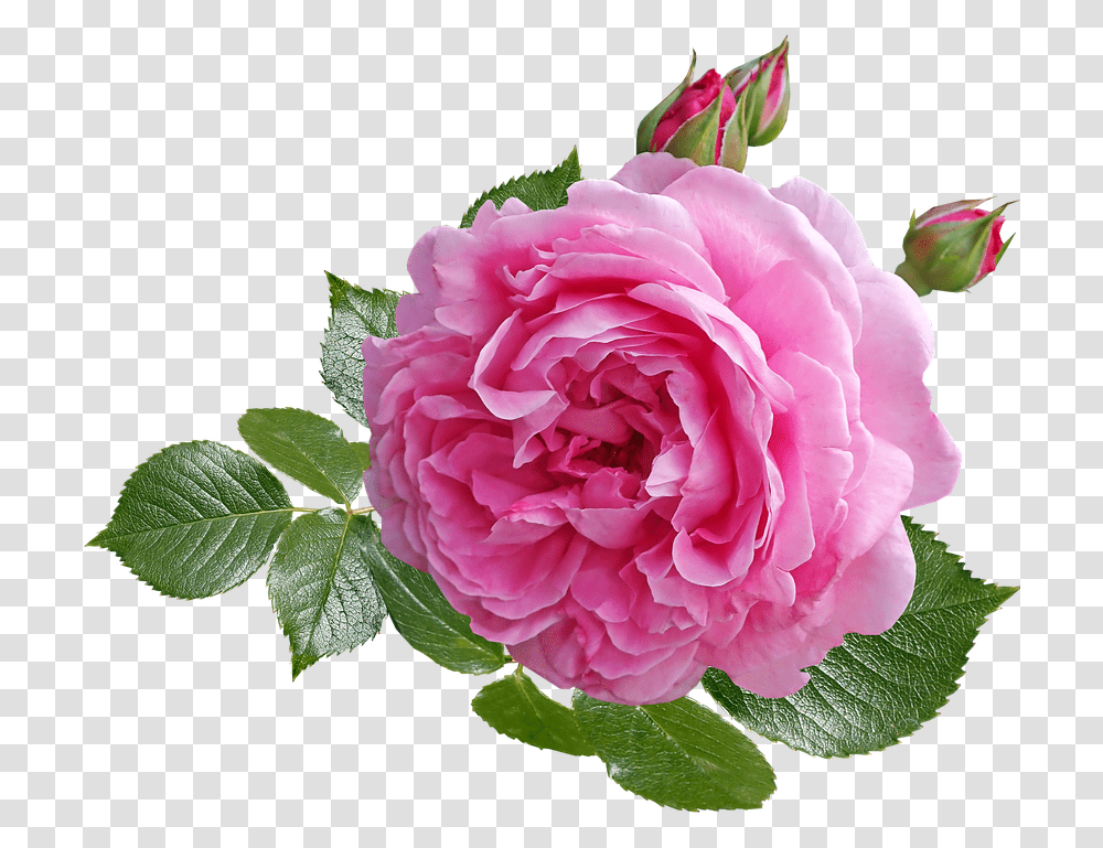 Hybrid Tea Rose, Plant, Flower, Blossom, Peony Transparent Png