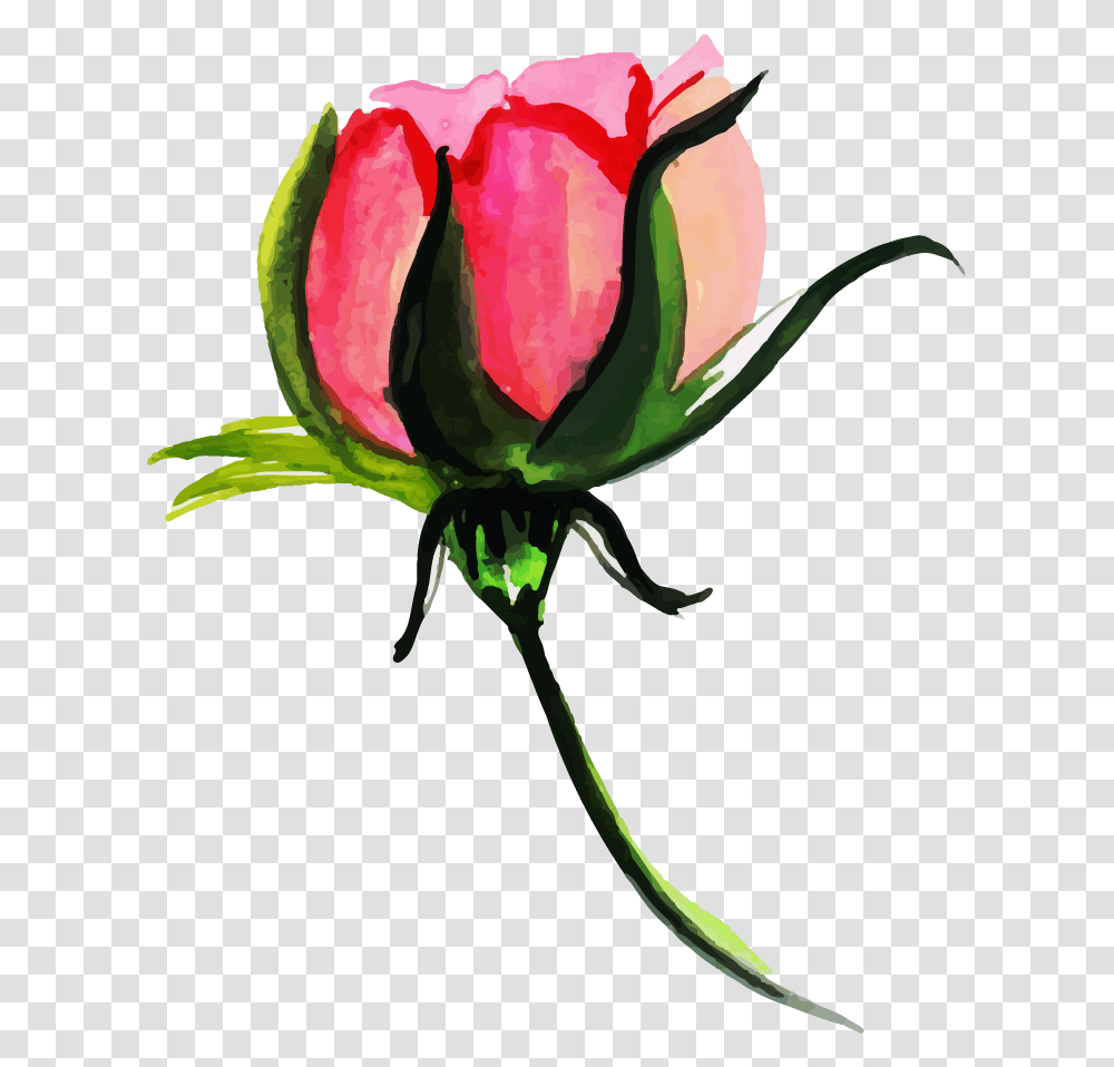 Hybrid Tea Rose, Plant, Flower, Blossom, Petal Transparent Png