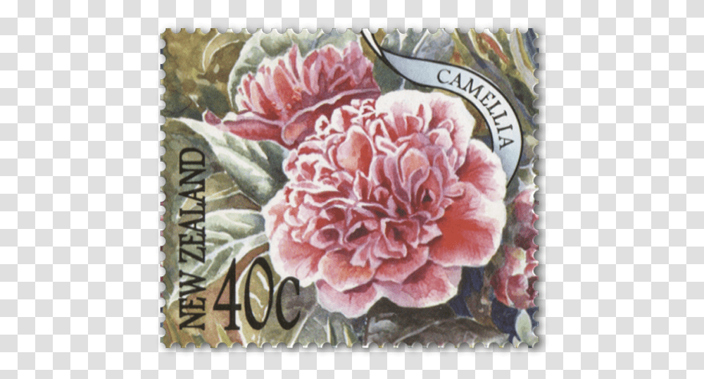 Hybrid Tea Rose, Postage Stamp, Flower, Plant, Blossom Transparent Png