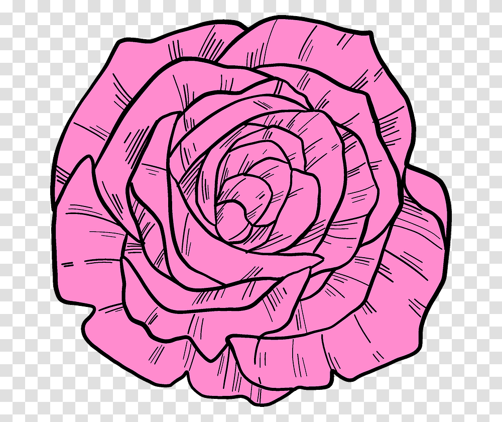 Hybrid Tea Rose, Spiral, Coil, Plant, Flower Transparent Png