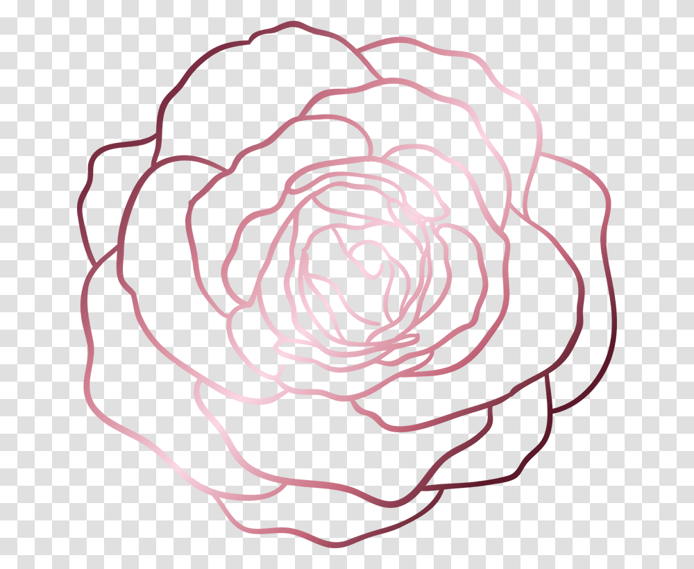 Hybrid Tea Rose, Spiral, Plant, Coil, Rotor Transparent Png