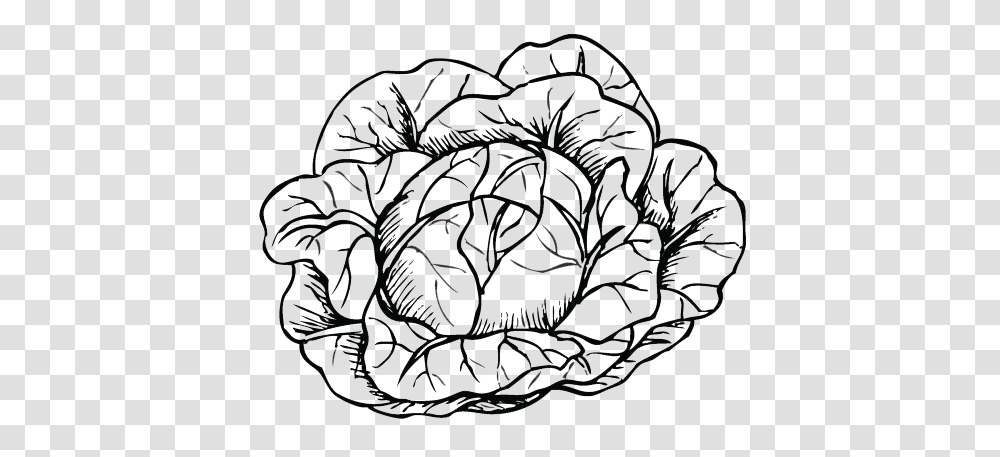 Hyde Park Group Food Innovation, Plant, Vegetable, Head Cabbage, Produce Transparent Png
