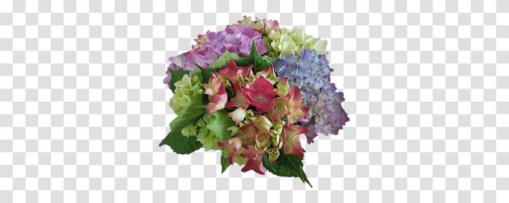 Hydrangea Nature, Plant, Flower, Blossom Transparent Png