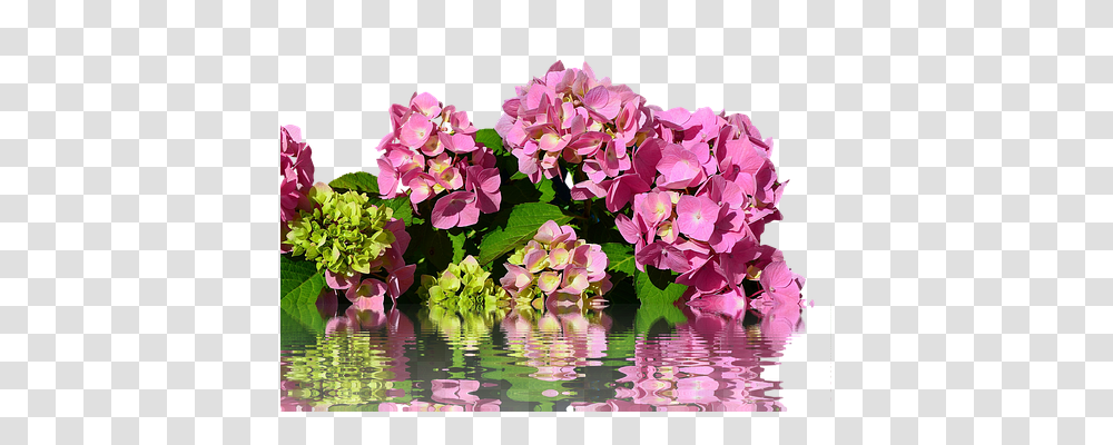 Hydrangea Nature, Plant, Flower, Blossom Transparent Png