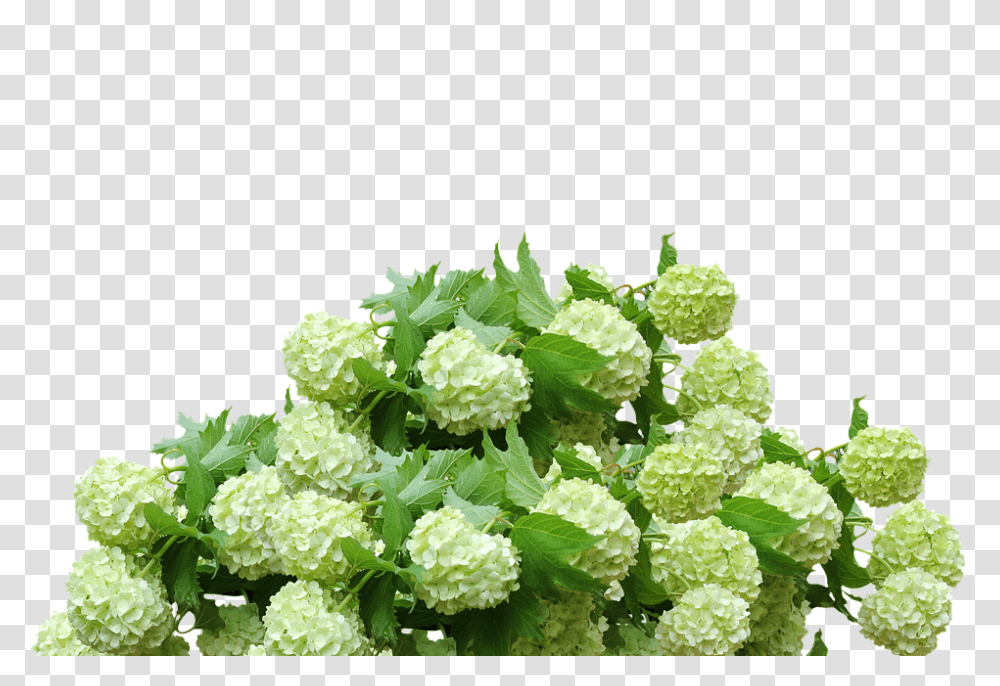 Hydrangea 960, Flower, Plant, Potted Plant, Vase Transparent Png