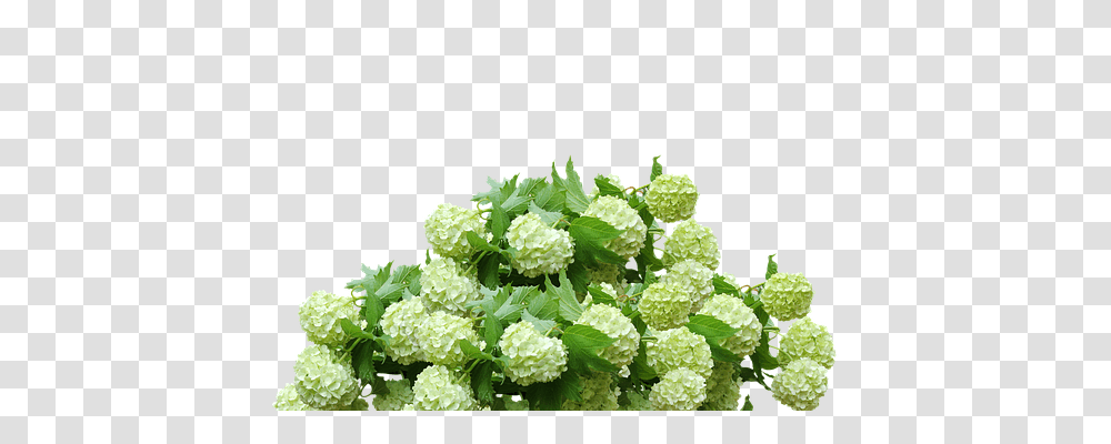 Hydrangea Nature, Plant, Potted Plant, Vase Transparent Png