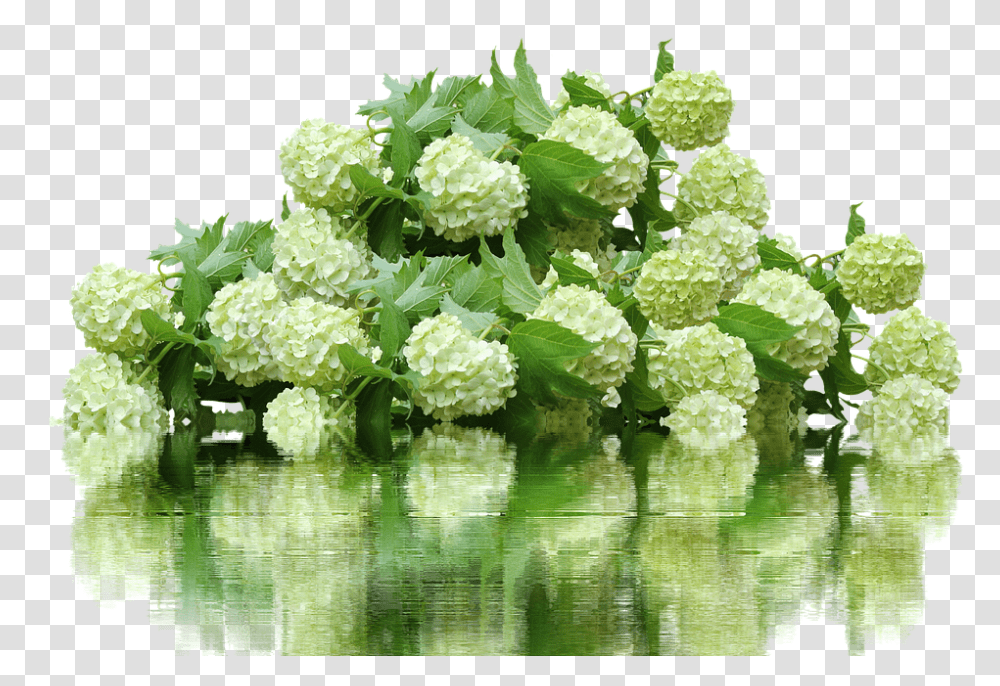 Hydrangea 960, Flower, Green, Plant, Land Transparent Png