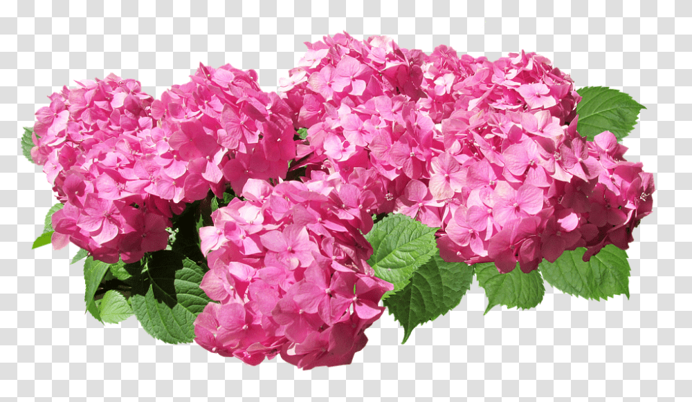 Hydrangea 960, Flower, Geranium, Plant, Blossom Transparent Png