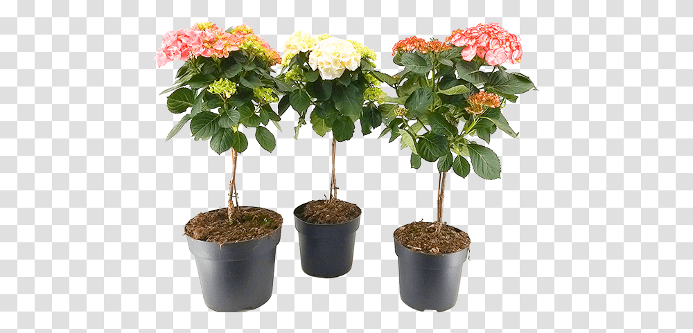 Hydrangea Altanova Flowerpot, Plant, Tree, Blossom, Palm Tree Transparent Png