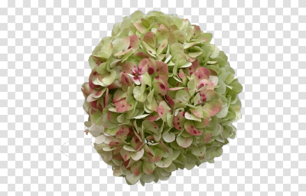 Hydrangea Antique Green Antique Green Hydrangea, Geranium, Flower, Plant, Blossom Transparent Png
