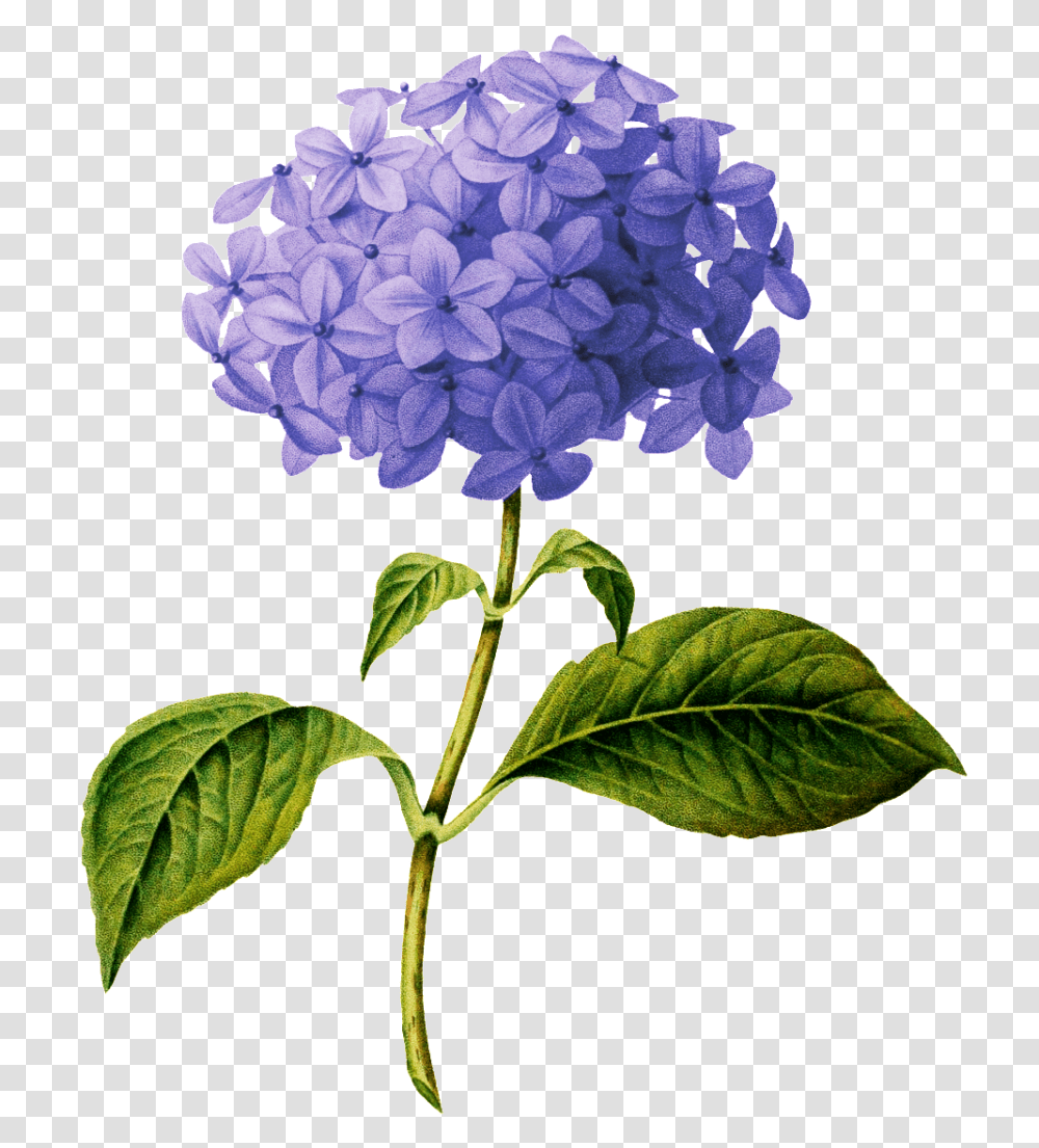 Hydrangea Botanical Drawing Image Purple Flower Drawing, Plant, Blossom, Geranium, Bush Transparent Png