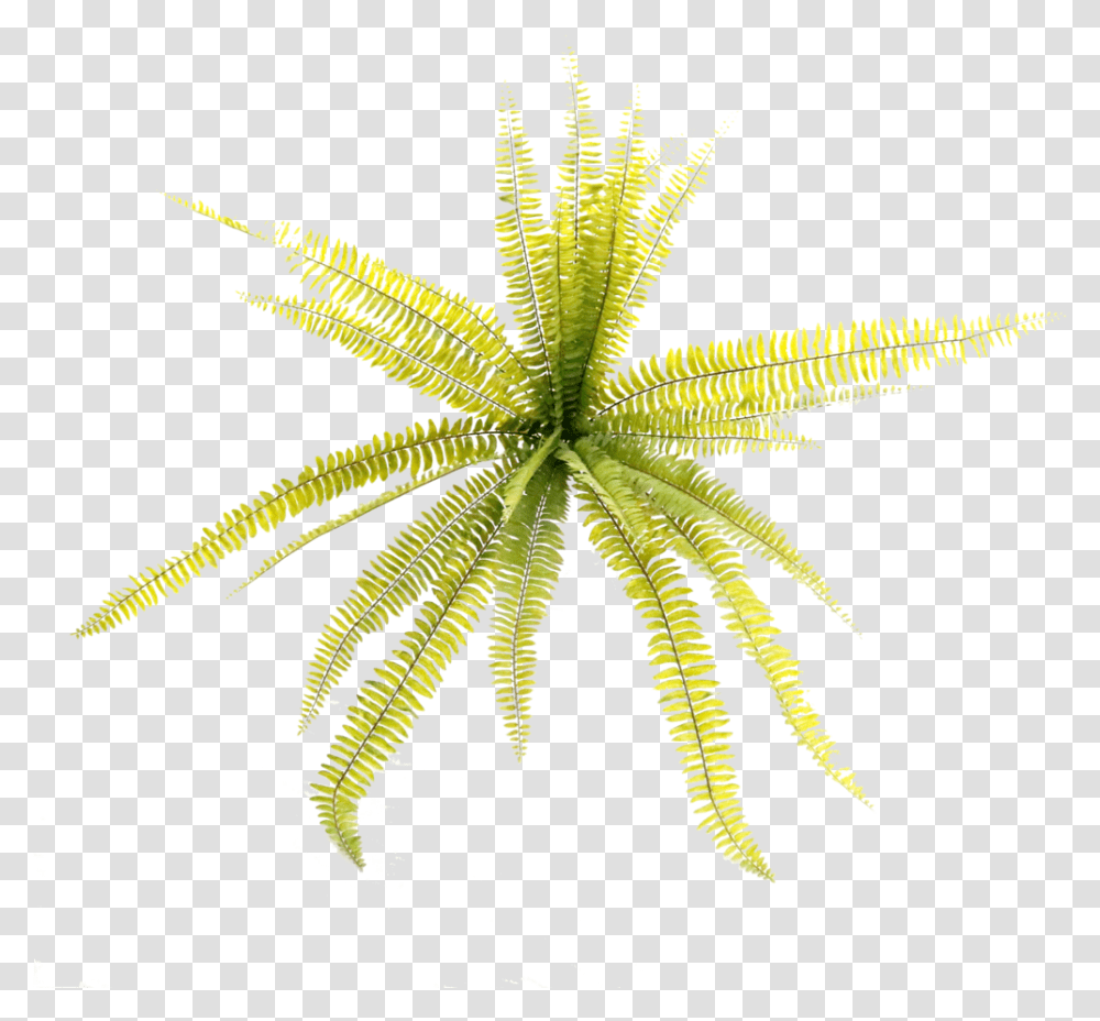 Hydrangea Bush Grass, Plant, Leaf, Insect, Invertebrate Transparent Png