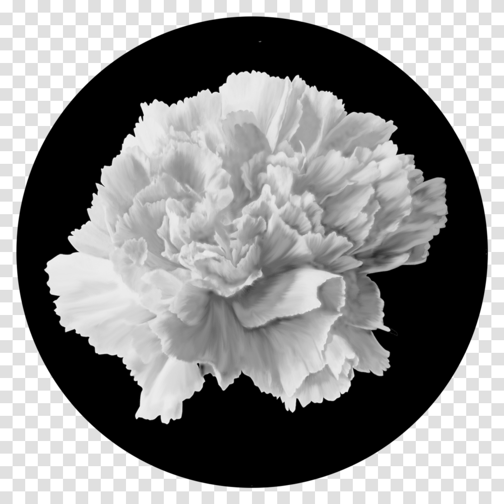 Hydrangea Carnation, Plant, Flower, Blossom, Rose Transparent Png