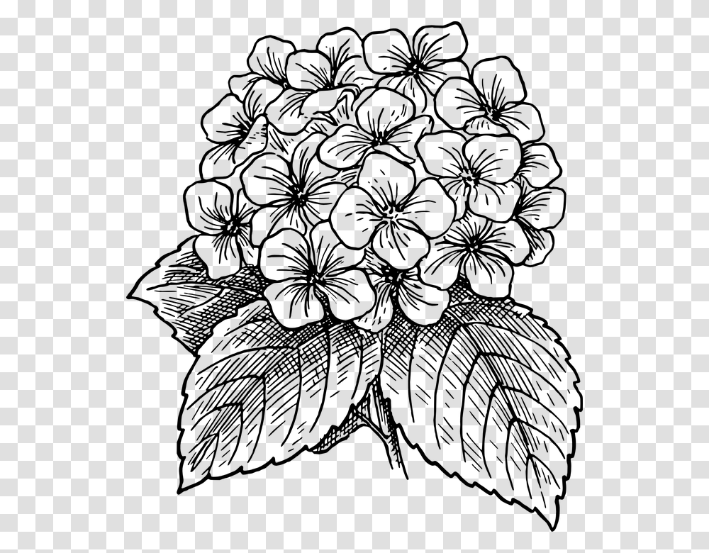 Hydrangea Clipart Black And White, Gray, World Of Warcraft Transparent Png