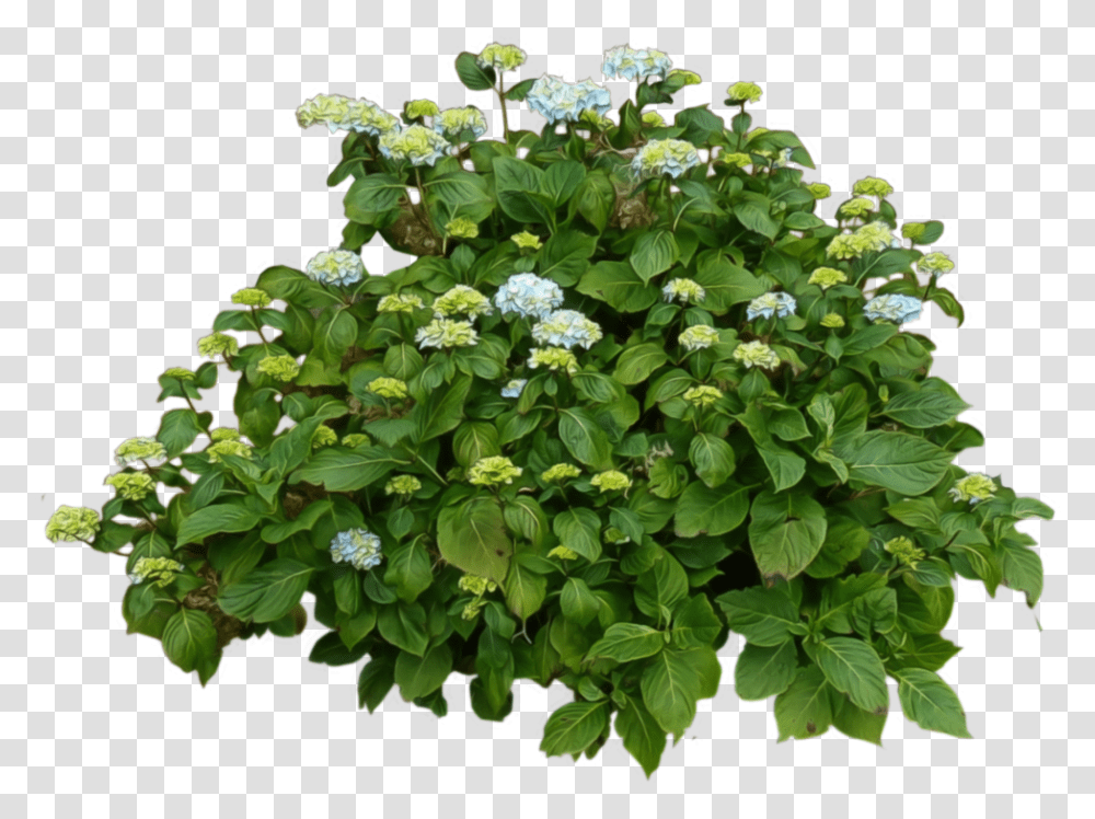 Hydrangea Clipart Bush Lantana White Flower, Plant, Acanthaceae, Vegetation, Leaf Transparent Png