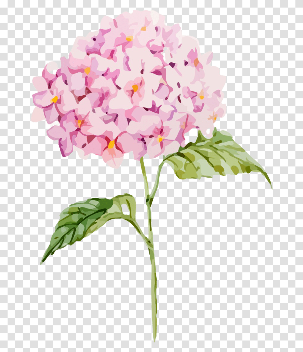 Hydrangea Clipart Clipart Hydrangea, Plant, Flower, Blossom, Geranium Transparent Png