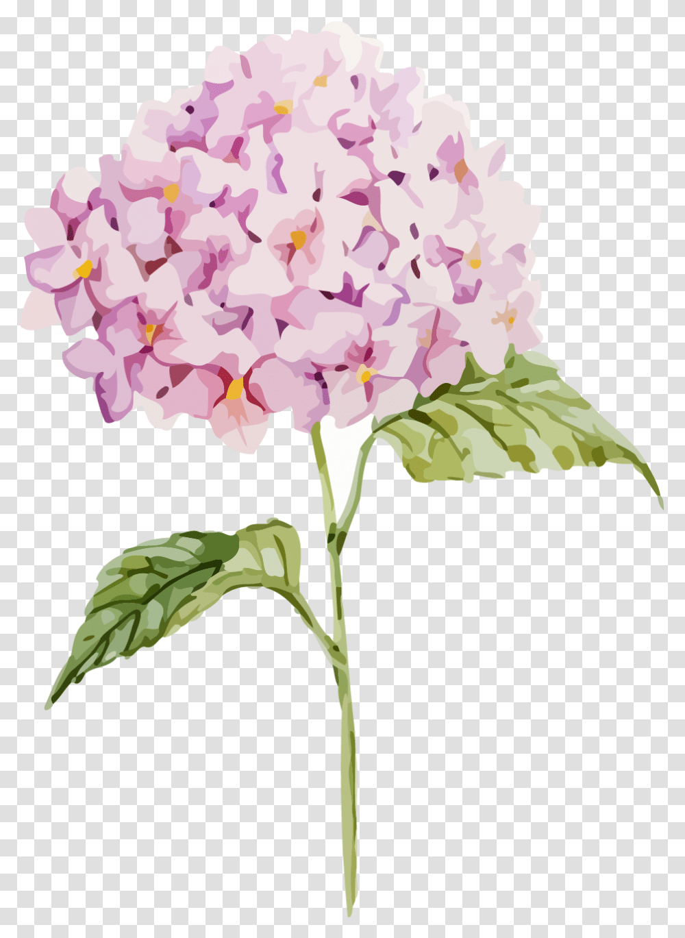 Hydrangea Clipart Free Free Hydrangea Vector, Plant, Petal, Flower, Blossom Transparent Png