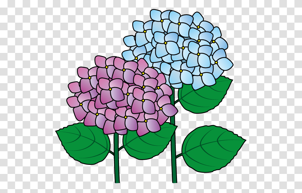 Hydrangea Clipart Look, Plant, Food, Flower, Blossom Transparent Png