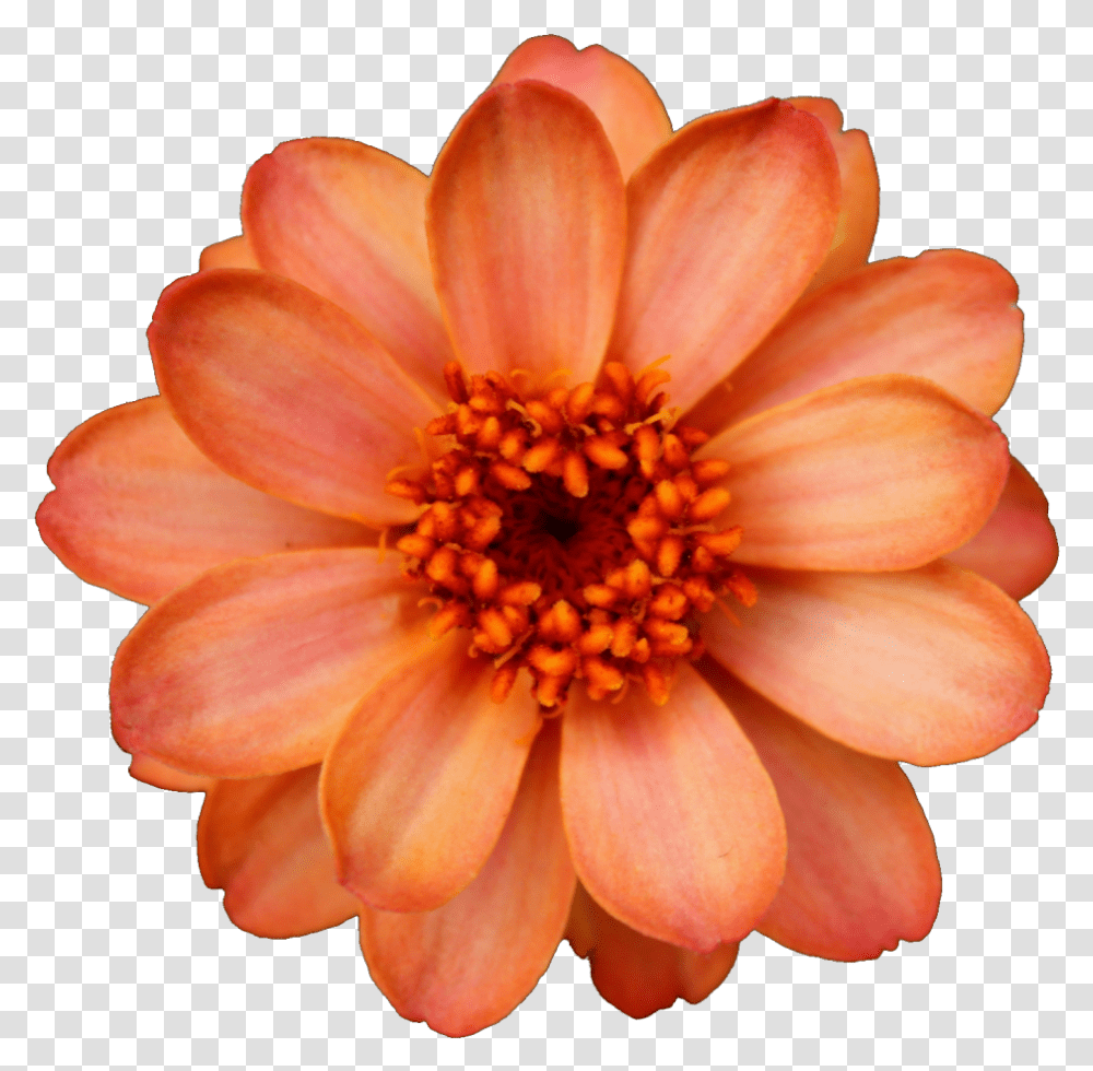 Hydrangea Clipart Real Flower Background, Dahlia, Plant, Blossom, Daisy Transparent Png