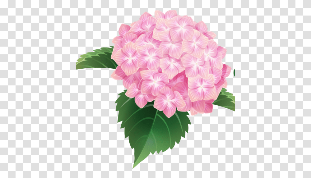 Hydrangea Flower Image Pink Hydrangea Flower, Plant, Blossom, Geranium, Petal Transparent Png