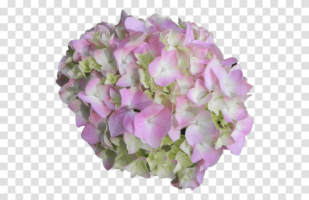Hydrangea Flower Pink Hydrangea Flower, Geranium, Plant, Blossom, Flower Arrangement Transparent Png
