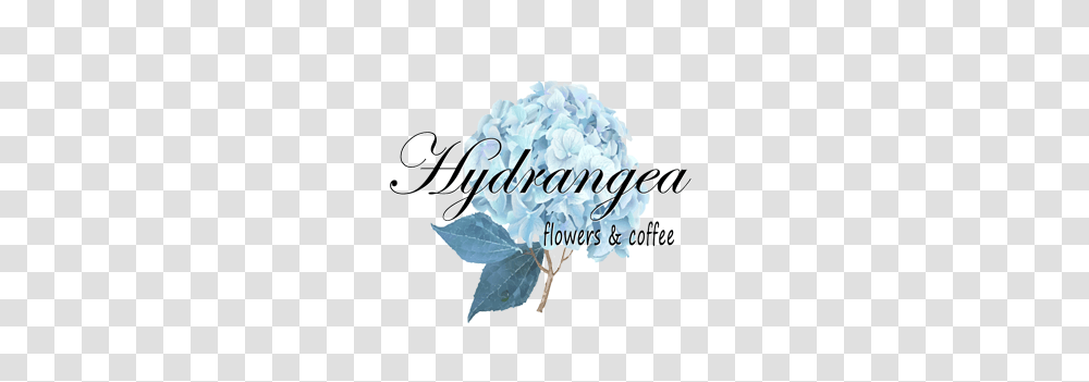 Hydrangea Flowers Coffee Wine Bar, Label, Swimming, Water Transparent Png