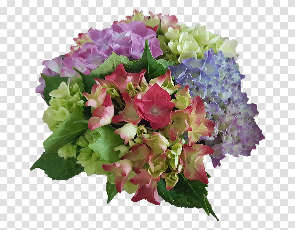 Hydrangea Flowers Garden Plant Blue Purple Rose Bouquet, Flower Bouquet, Flower Arrangement, Blossom Transparent Png