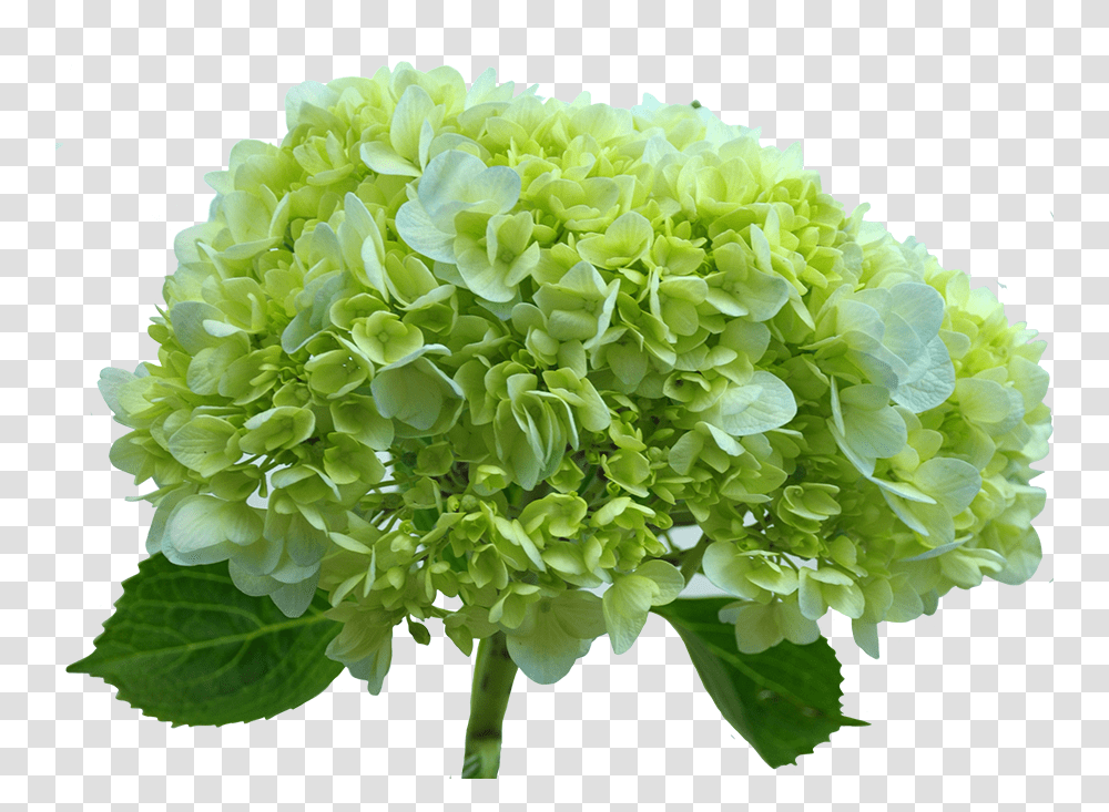 Hydrangea Green Green Hydrangea Flower, Plant, Vase, Jar, Pottery Transparent Png