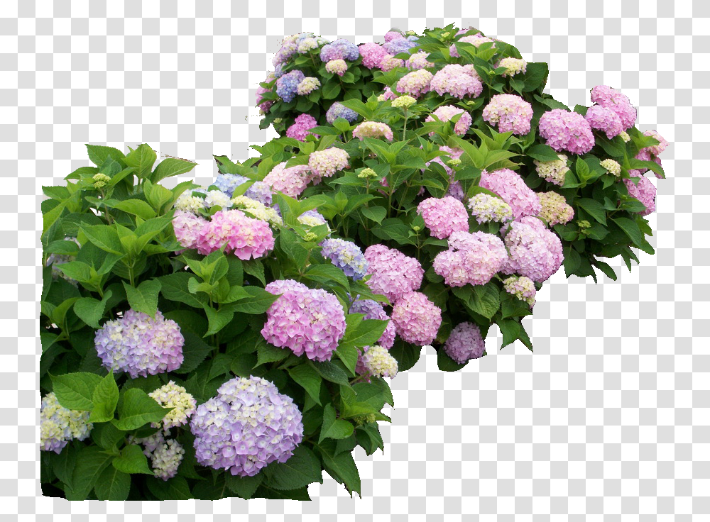Hydrangea Hydrangea, Geranium, Flower, Plant, Blossom Transparent Png