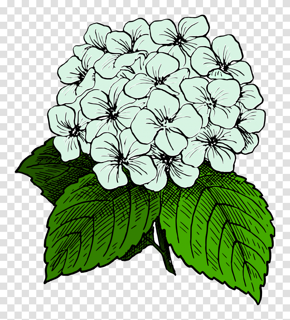 Hydrangea Icons, Geranium, Flower, Plant, Blossom Transparent Png